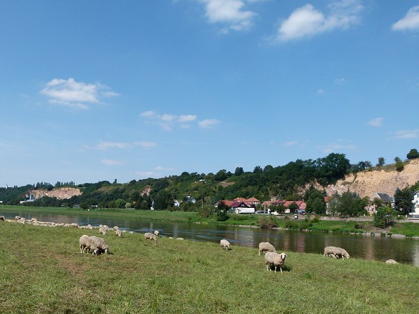 Schafe an der Elbe