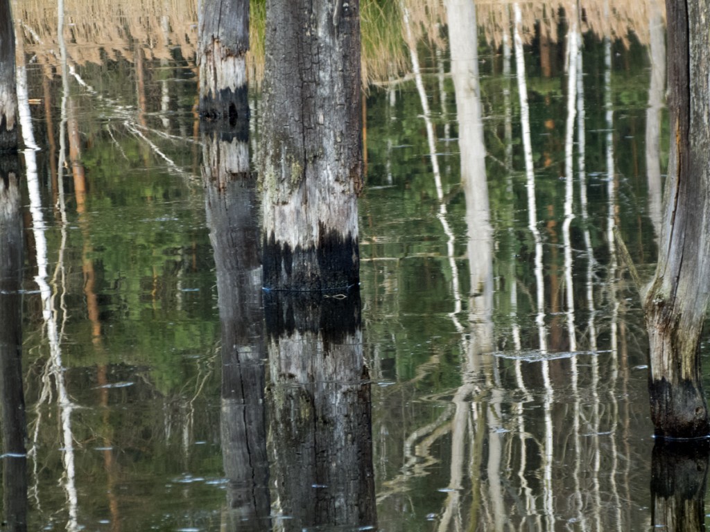 Biberpfad - Biberweiher am Bohraer Wasser