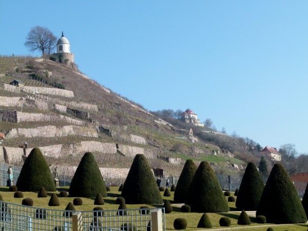 Blick zum Jacobstein in der Weinberganlage des Schlosses Wackerbarth