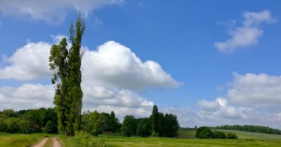 Radeburg - Pyramidenpappeln