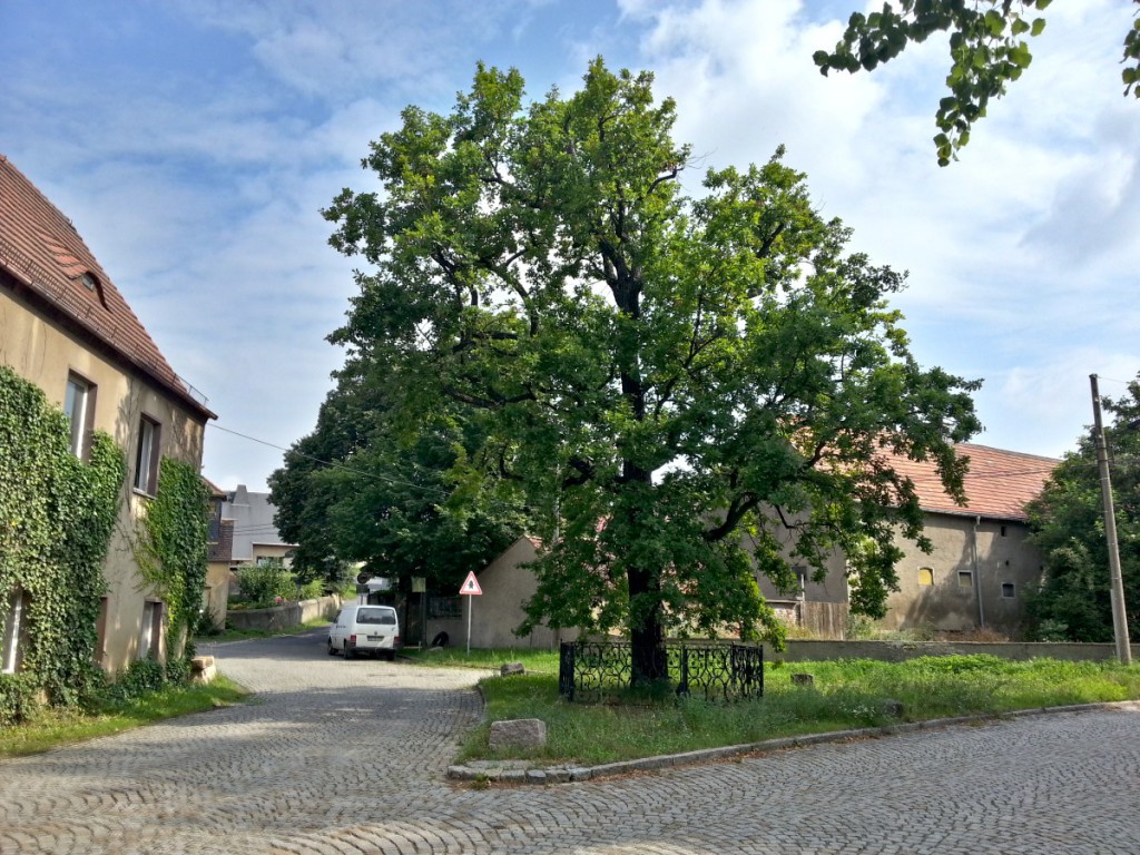 Friedenseiche in Moritzburg