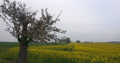 Landschaft bei Seifersdorf