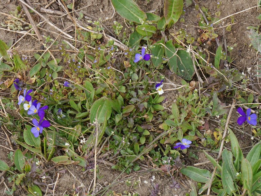 Wildes Stiefmütterchen (Viola tricolor) auf diesem Brachfeld.