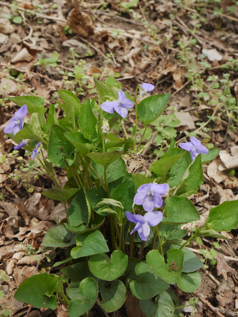 Duftveilchen (Viola odorata) unter den Bäumen am Haselnussberg: