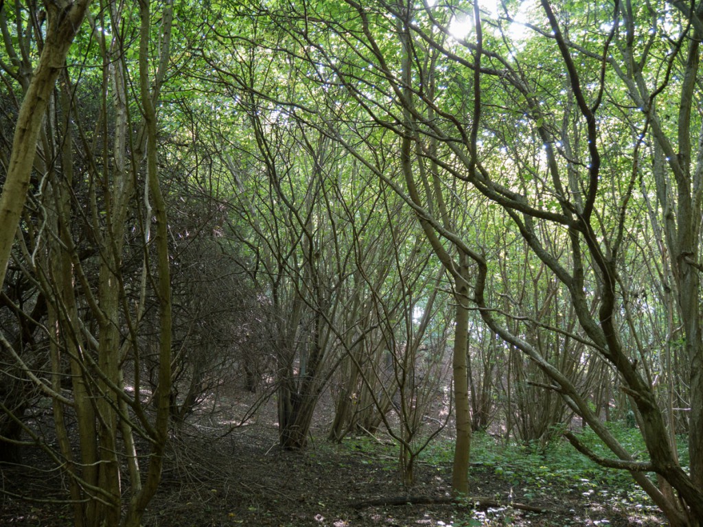 Wald am Nonnenloch