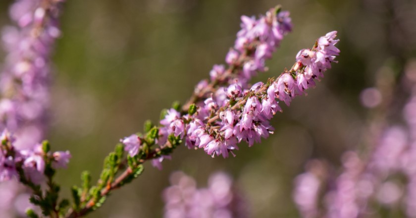 Königsbrücker Heide