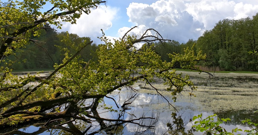 Auf dem Walschkenpfad