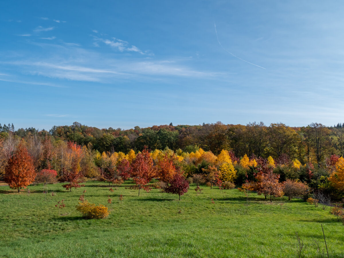 Forstpark Tharandt Spaziergang durch den Forstbotanischen Garten