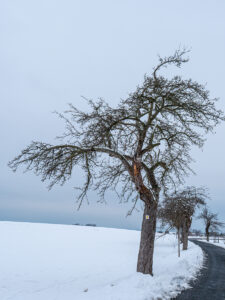 Winter im Seifersdorfer Tal