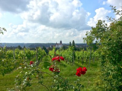 Blick vom Bocksberg in Proschwitz zum Meißner Domberg