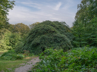 Süntelbuchen - Waldpark Semper Lietzow