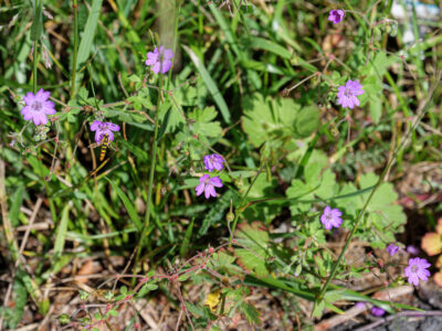 Geranium pyrenaicum - Pyrenäen-Storchschnabel