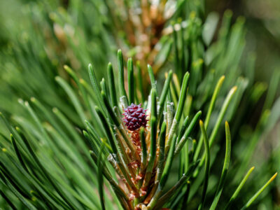 Pinus mugo subsp. rotundata - Moor-Bergkiefer