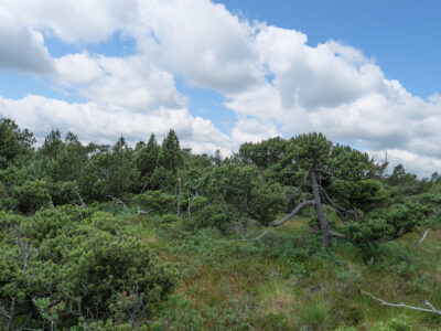 Pinus mugo subsp. rotundata - Moor-Bergkiefer
