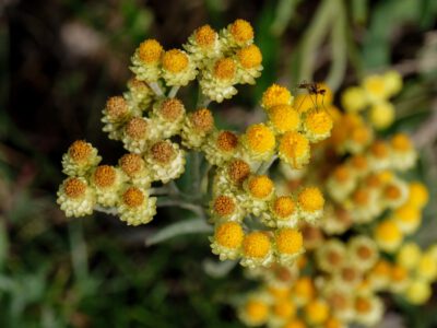 Helichrysum arenarium - Sand-Strohblume