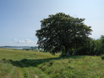 Fagus sylvatica - Rotbuche, Naturdenkmal