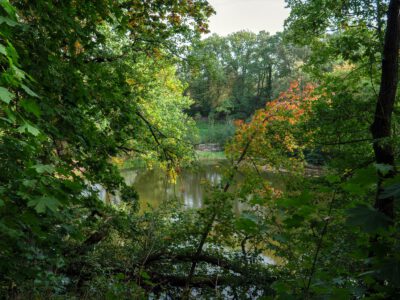 Herbst am Hainteich, Grifola frondosa - Gemeiner Klapperschwamm