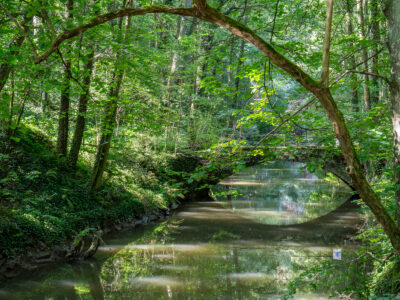 Die Wesenitz im Liebethaler Grund