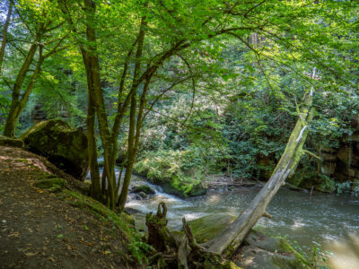 Die Wesenitz im Liebethaler Grund