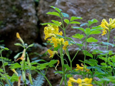 Pseudofumaria lutea - Gelber Lerchensporn