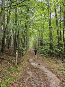 Waldpfad am Doktorberg