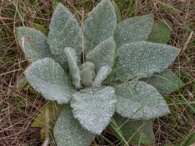 Verbascum thapsus - Kleinblütige Königskerze