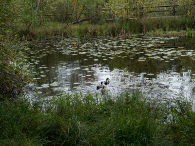 Wienpietschseen mit Stockenten