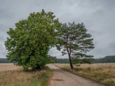 Acer platanoides + Pinus sylvestris - Spitzahorn + Waldkiefer