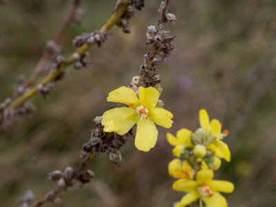 Verbascum thapsus - Kleinblütige Königskerze