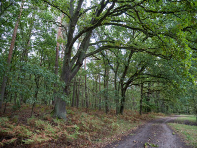 Eine Stieleiche am Müritz-Nationalpark-Weg