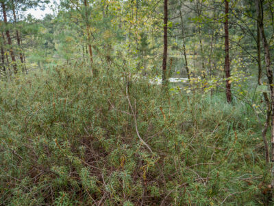 Rhododendron tomentosum - Sumpfporst