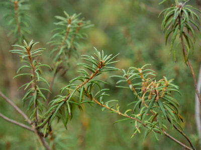 Rhododendron tomentosum - Sumpfporst