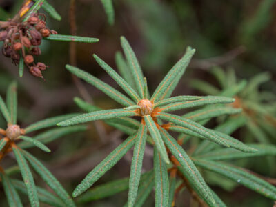 Rhododendron tomentosum - Sumpfporst