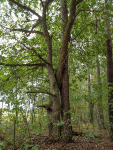 Pinus sylvestris + Quercus robur - Waldkiefer + Stieleiche