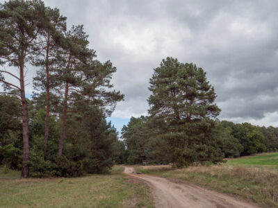 Pinus sylvestris - Waldkiefer