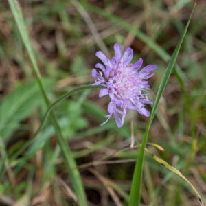 Knautia arvensis; Synonym: Scabiosa arvensis - Acker-Witwenblume