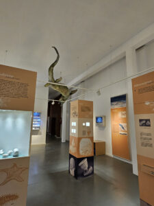 Ein Ausstellungsraum im Kreidemuseum