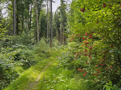 Wegansicht – auf dem Oberlausitzer Ringweg