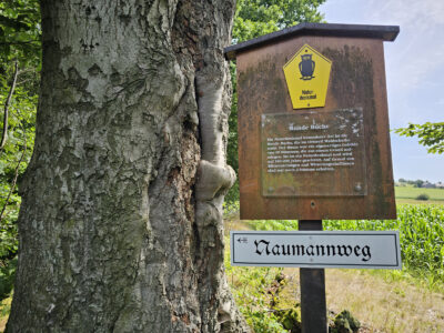 Info zum Naturdenkmal "Runde Buche"