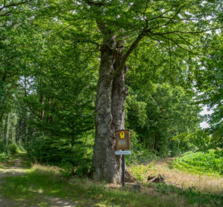 Runde Buche am Naumannweg, Naturdenkmal – Fagus sylvatica