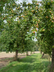 Kulturapfel auf der Kirschallee – Malus domesticae