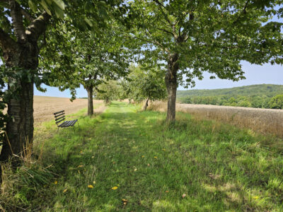 Bank auf der Kirschallee