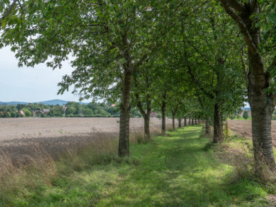 Kirschallee