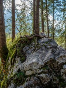 Hintersee und Zauberwald in Ramsau bei Berchtesgaden