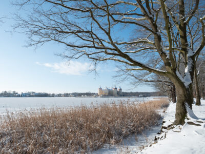 Quercus robur - Stieleiche - Winter am Schlossteich