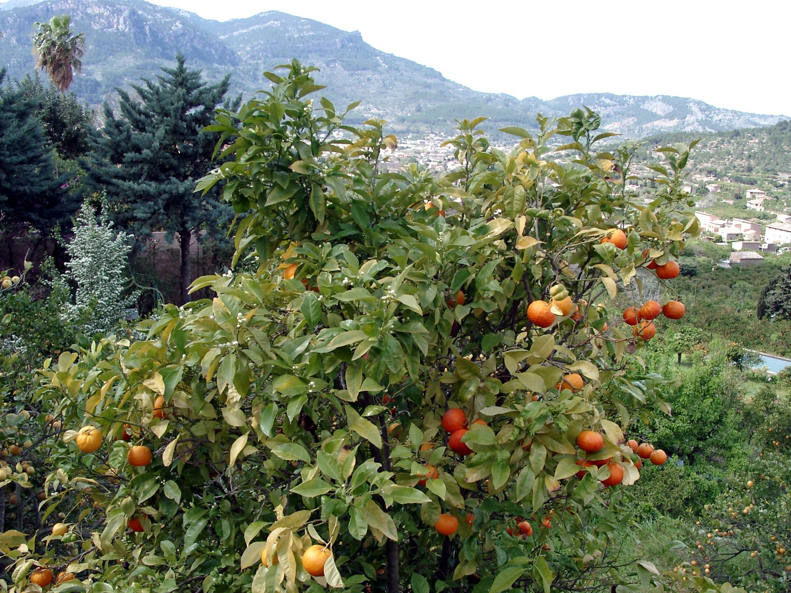 Zitrusfrüchte in der Nähe von Biniaraix Zitrusfrüchte in der Nähe von Biniaraix