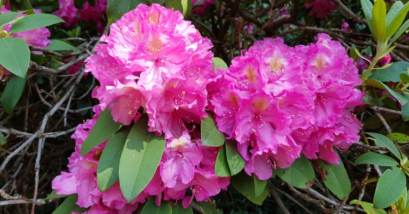 Rhododendronpark