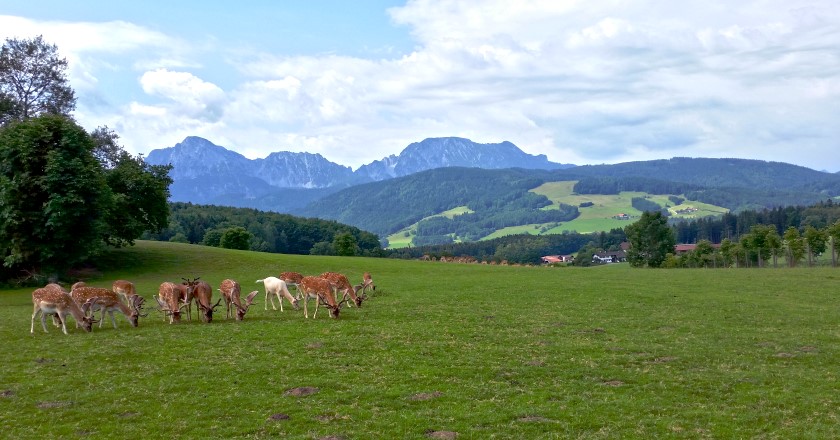 Höglwörther Rundweg