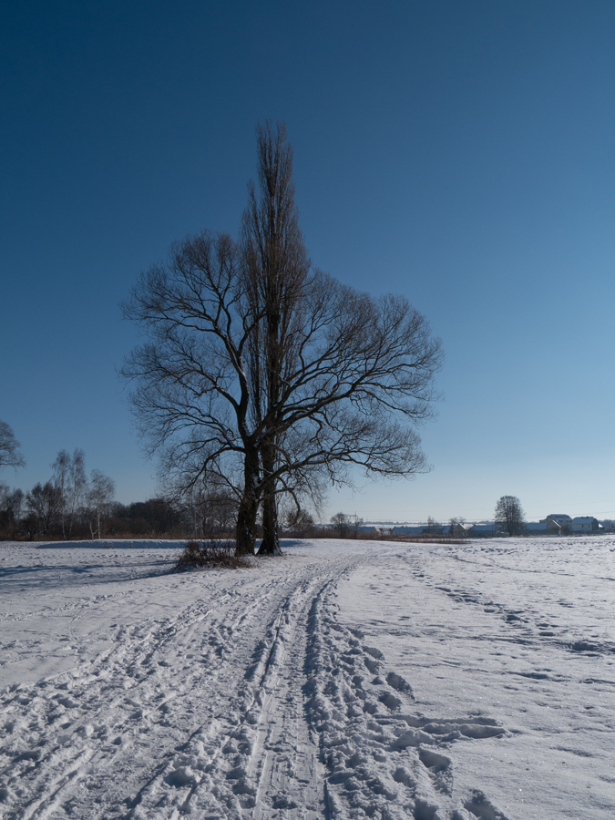 Winterlandschaft bei Dippelsdorf