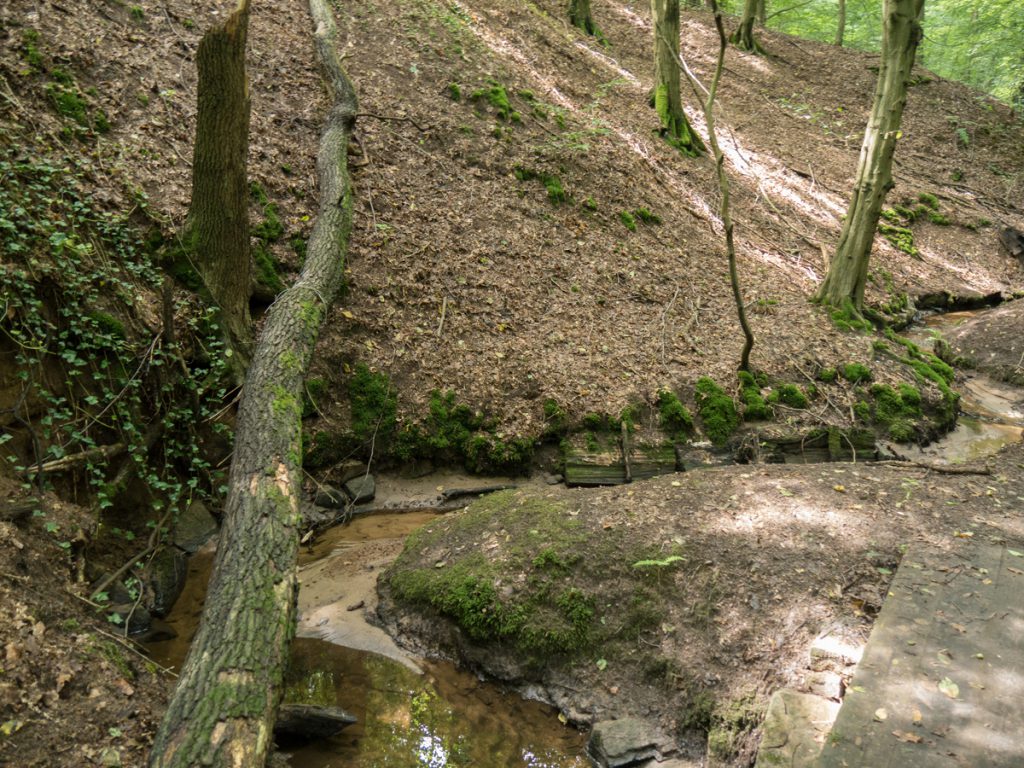 FriedewaldRundweg unterwegs zwischen Dippelsdorfer Teich und